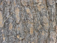 Virginia Pine