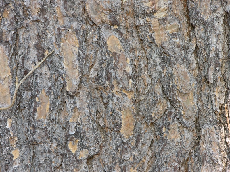 Virginia Pine photo 2
