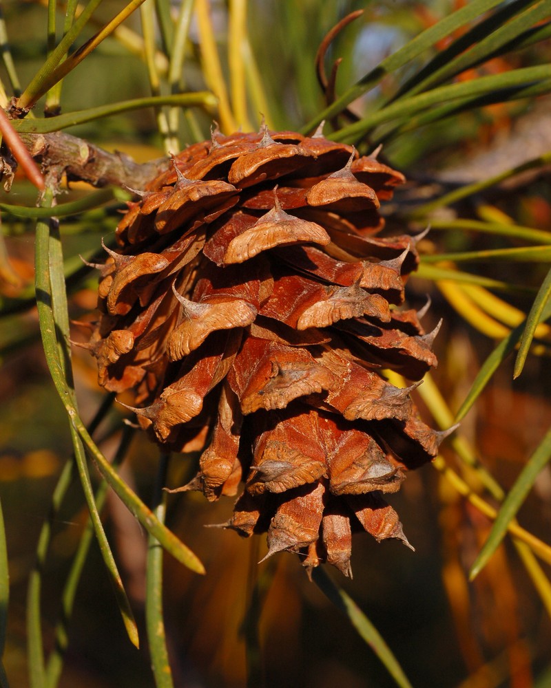 Virginia Pine photo 3