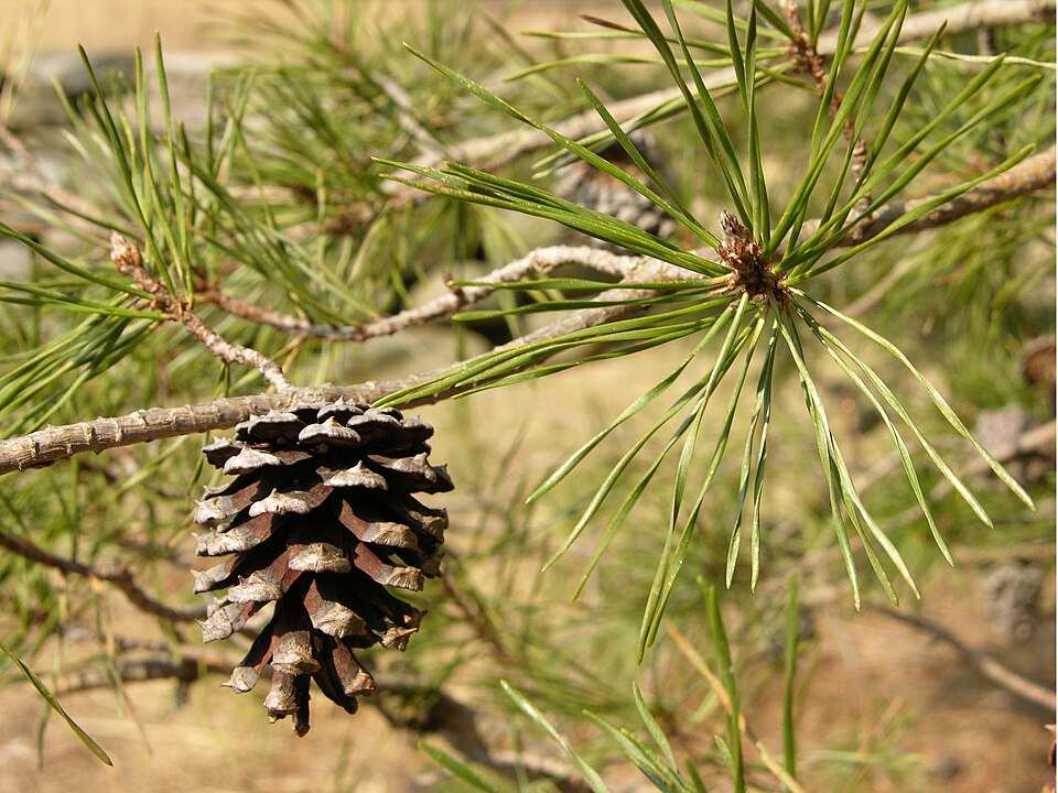 Virginia Pine photo 5