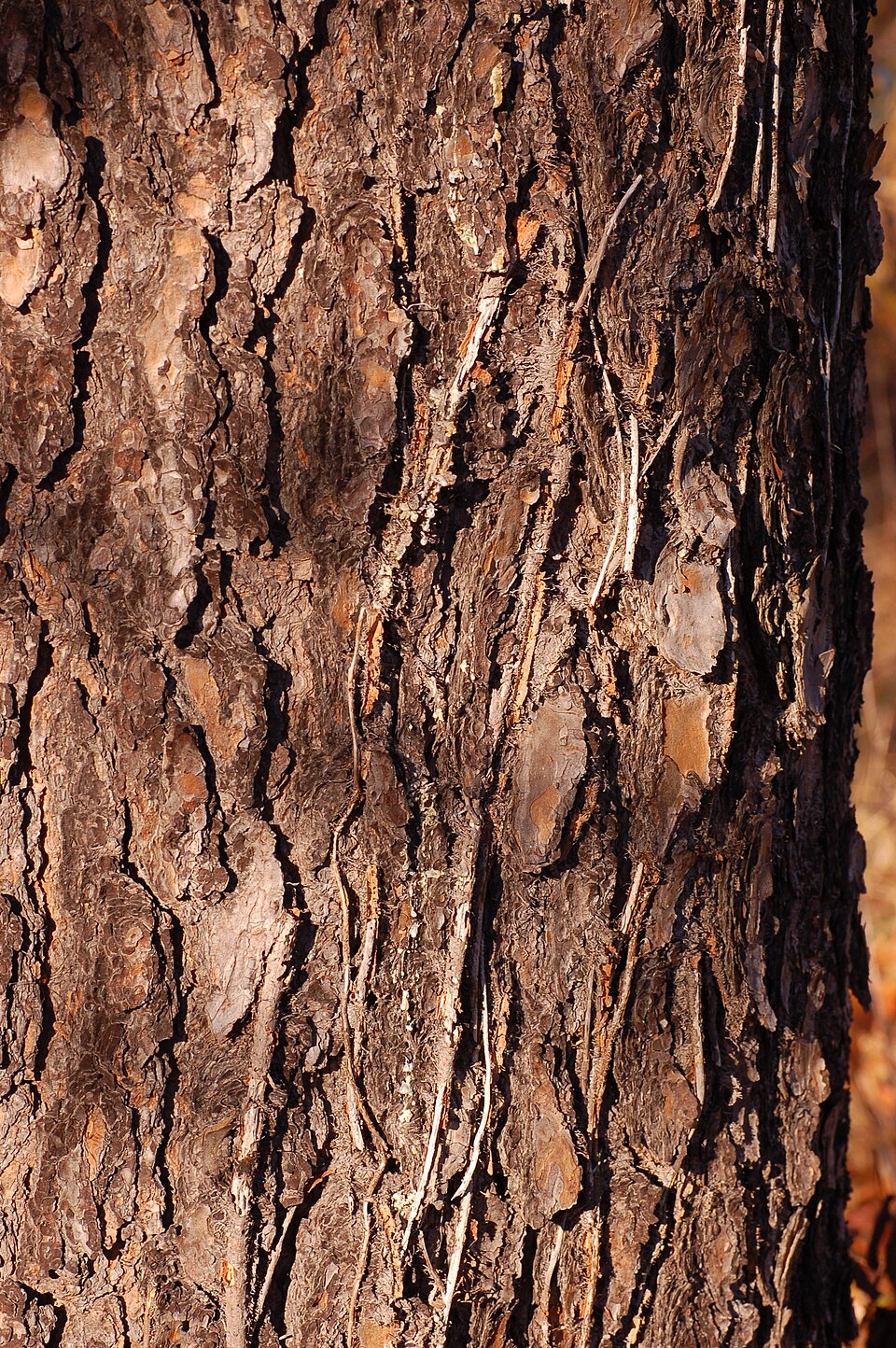 Virginia Pine photo 6