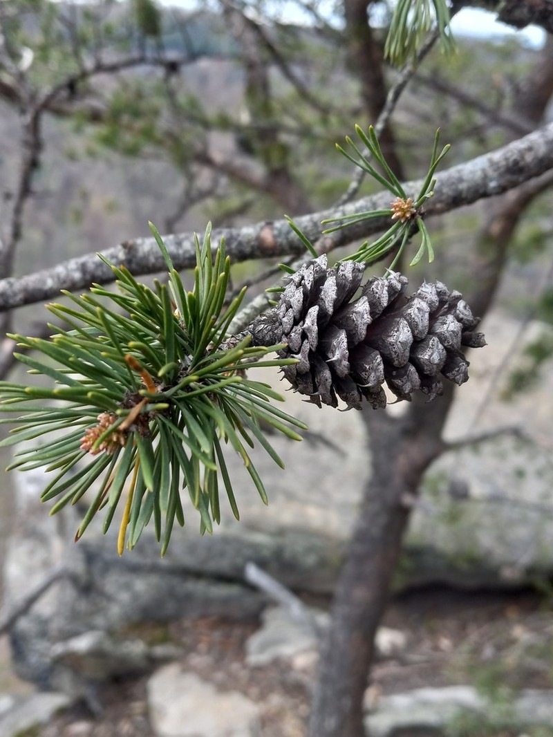 Virginia Pine photo 5
