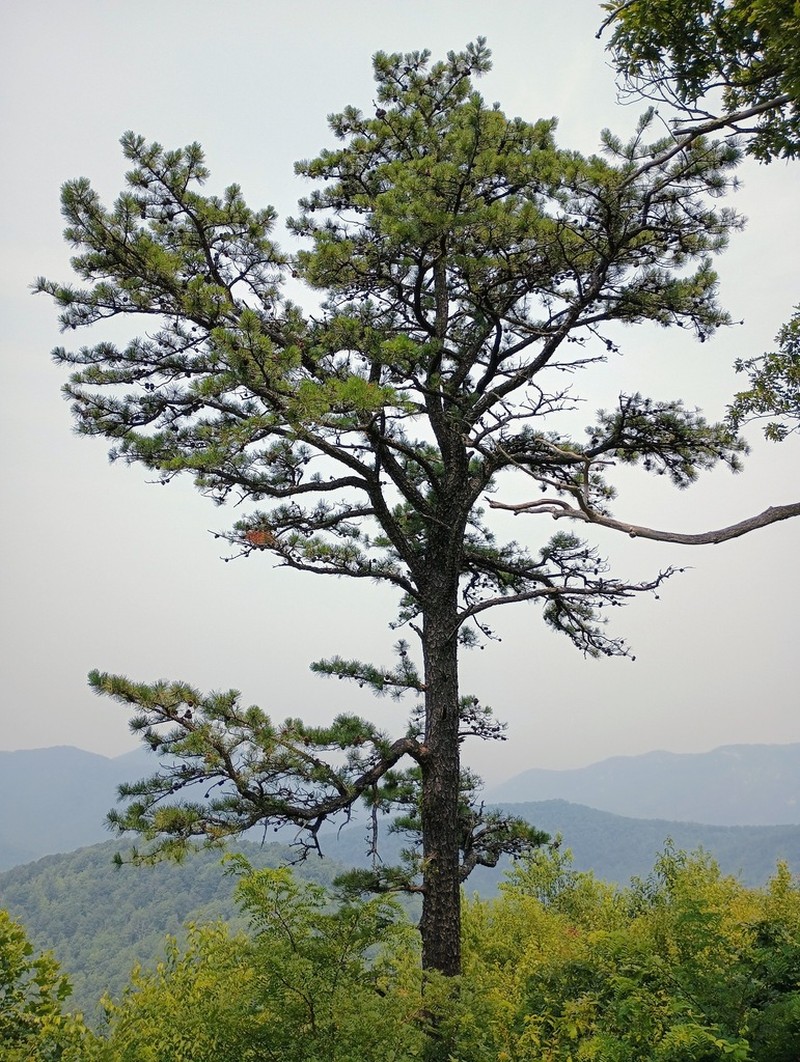 Virginia Pine photo 6