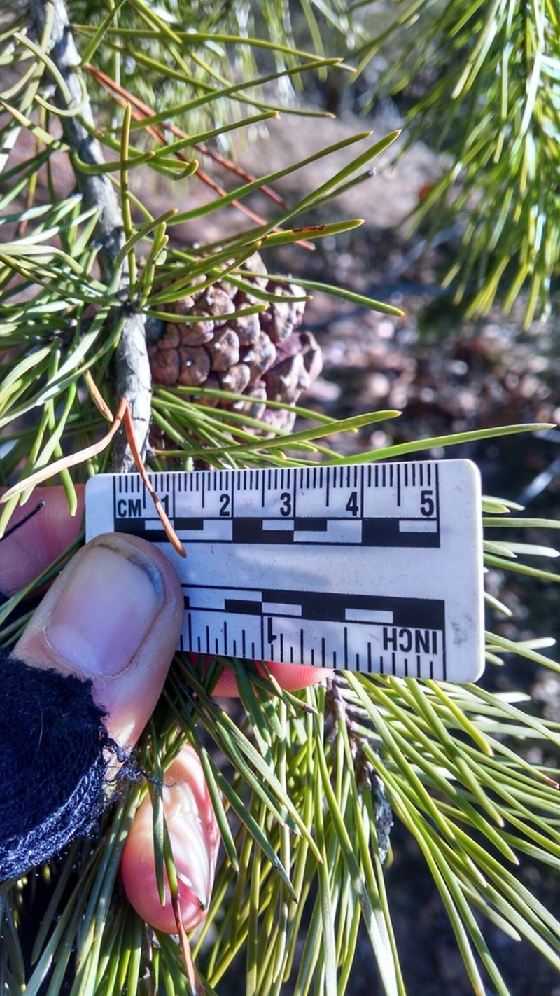Virginia Pine photo 7