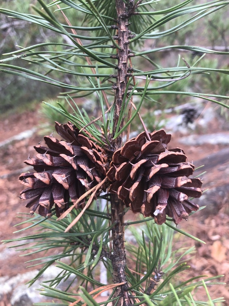 Virginia Pine photo 8