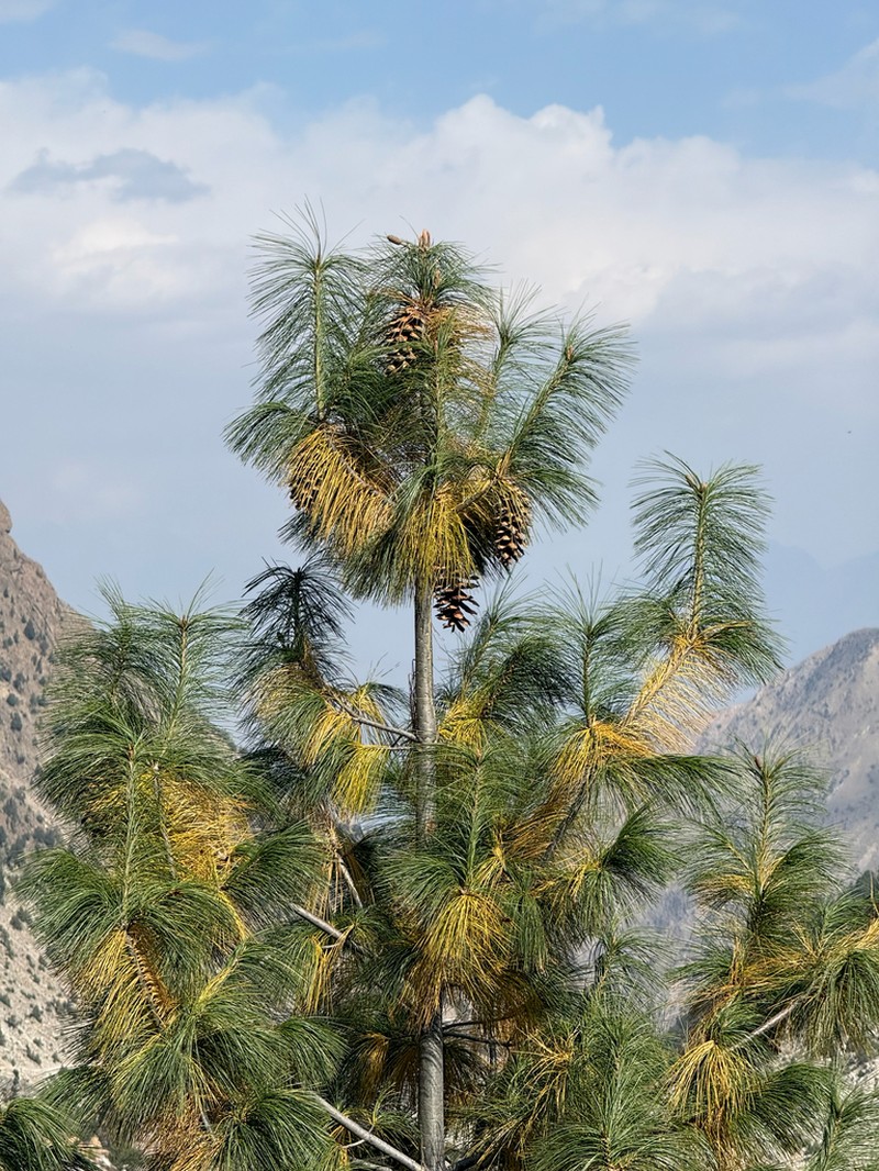 Bhutan Pine photo 4