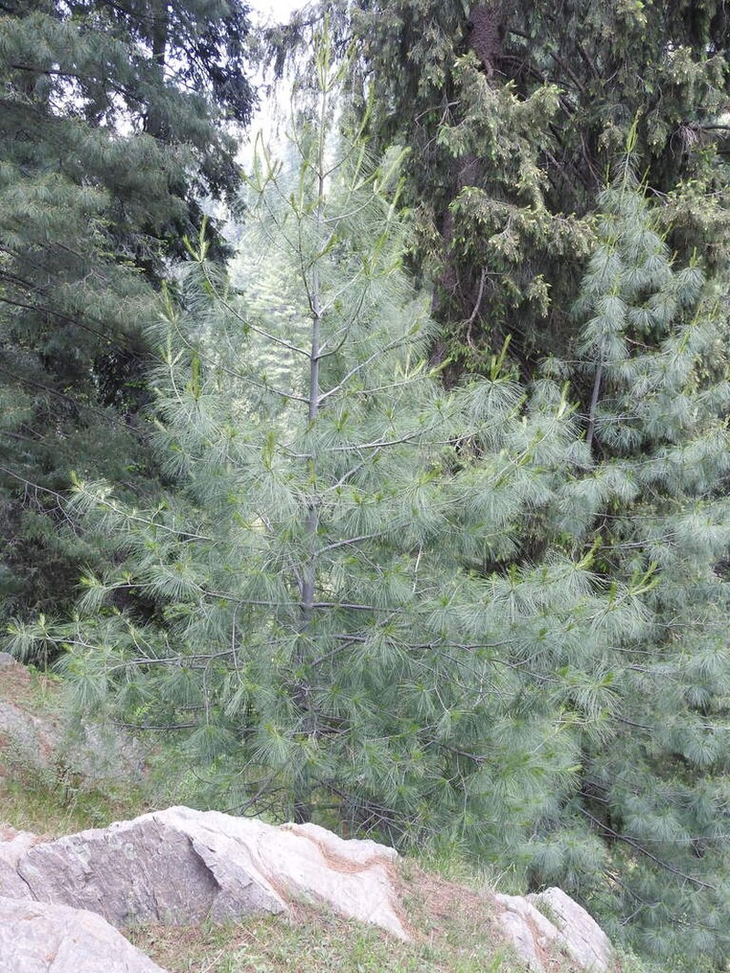 Bhutan Pine photo 6