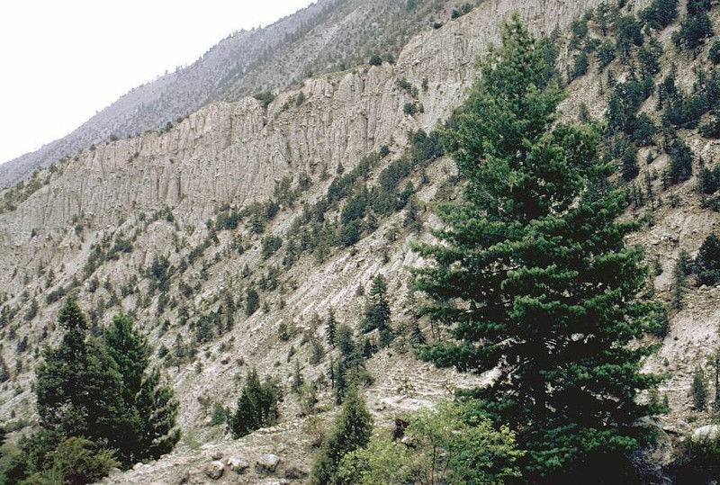 Bhutan Pine photo 7