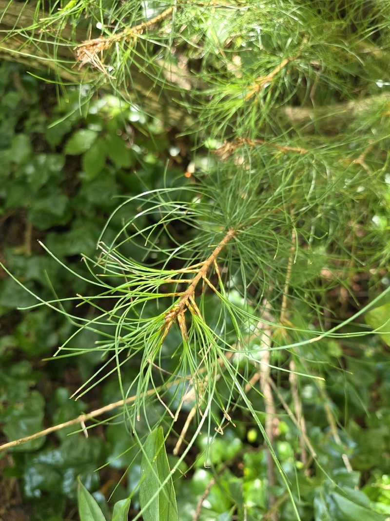 Bhutan Pine photo 8