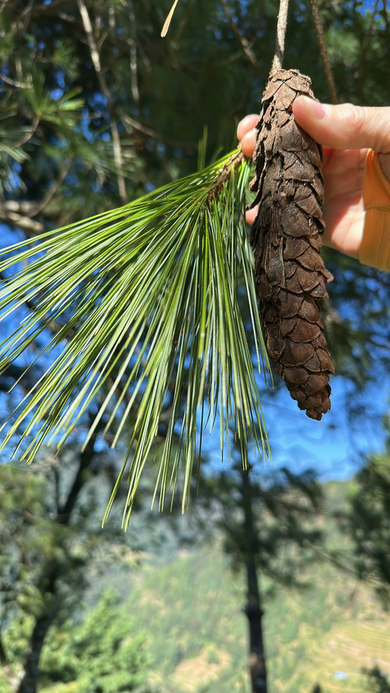 Bhutan Pine photo 9