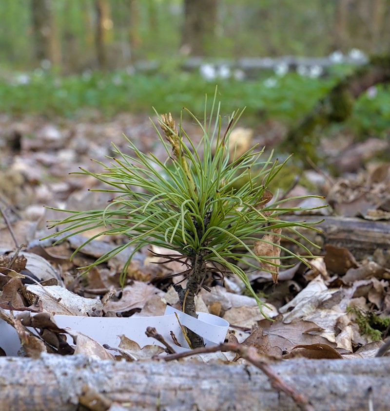 Bhutan Pine photo 2