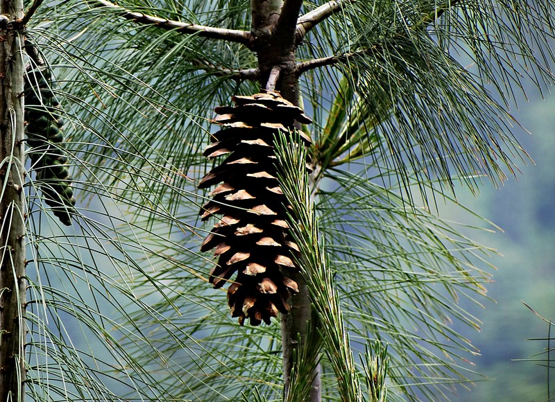 Bhutan Pine photo 3