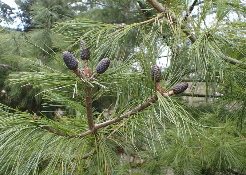 Bhutan Pine photo 4