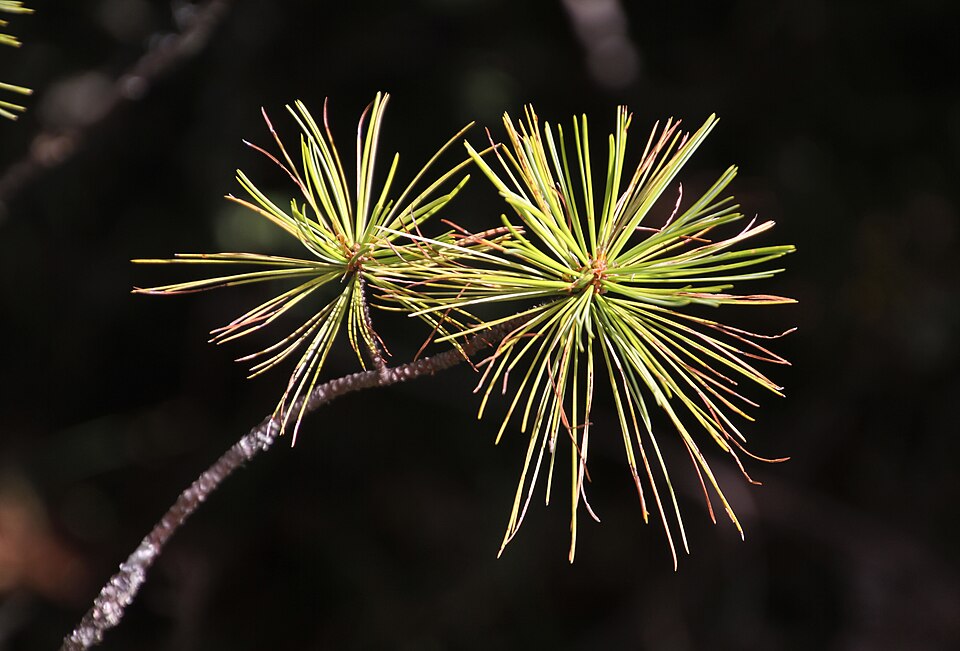 Bhutan Pine photo 5