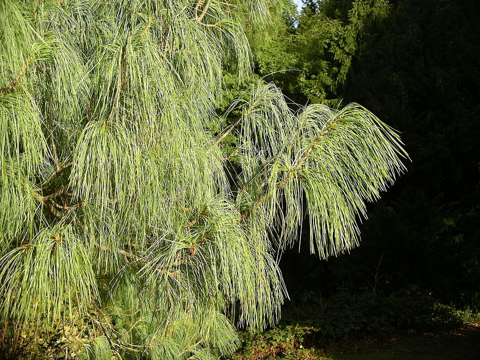 Bhutan Pine photo 6