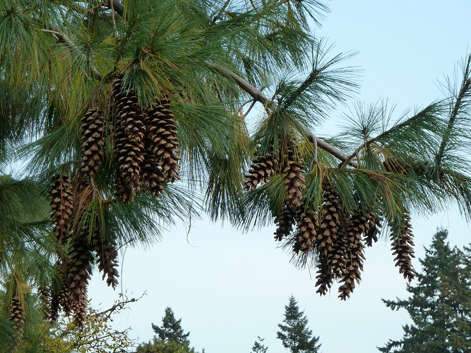 Bhutan Pine photo 7