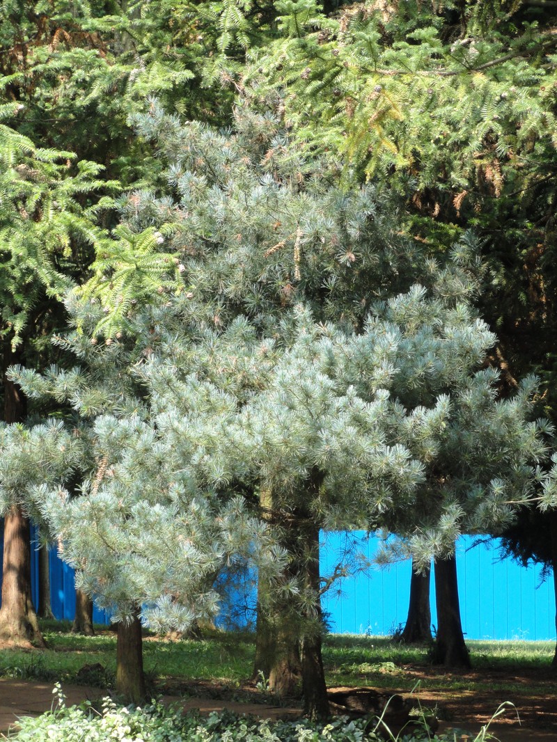 Pinus wangii