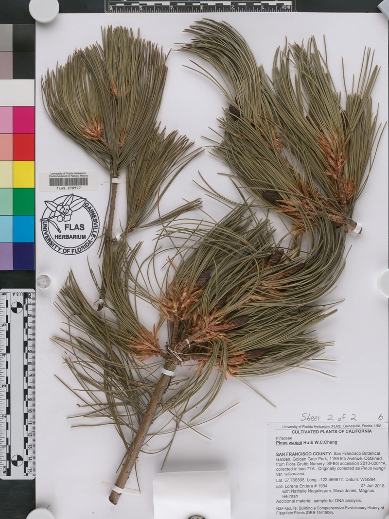 Pinus wangii photo 2
