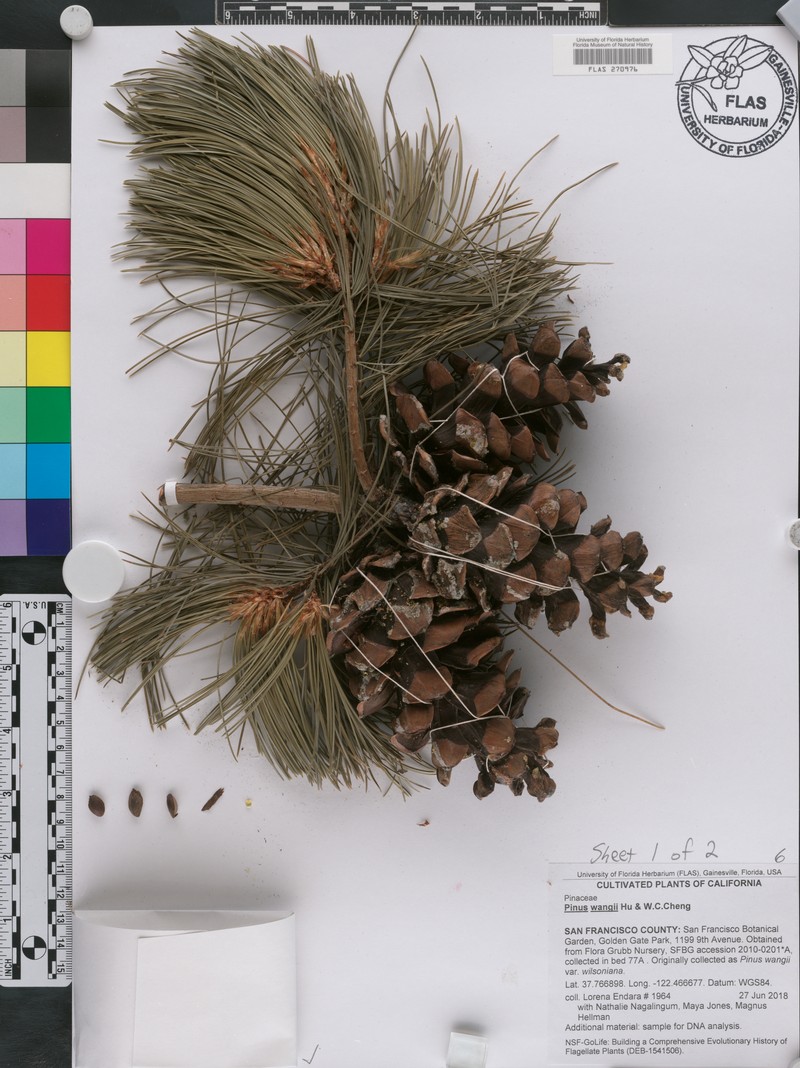 Pinus wangii photo 3