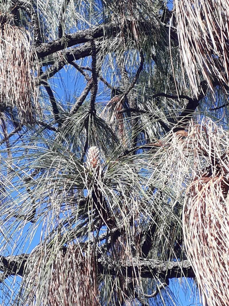 Pinus yecorensis