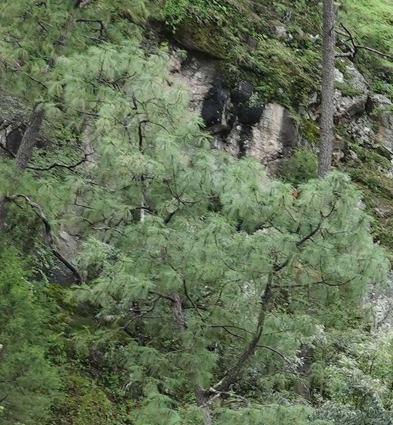 Pinus yecorensis photo 2
