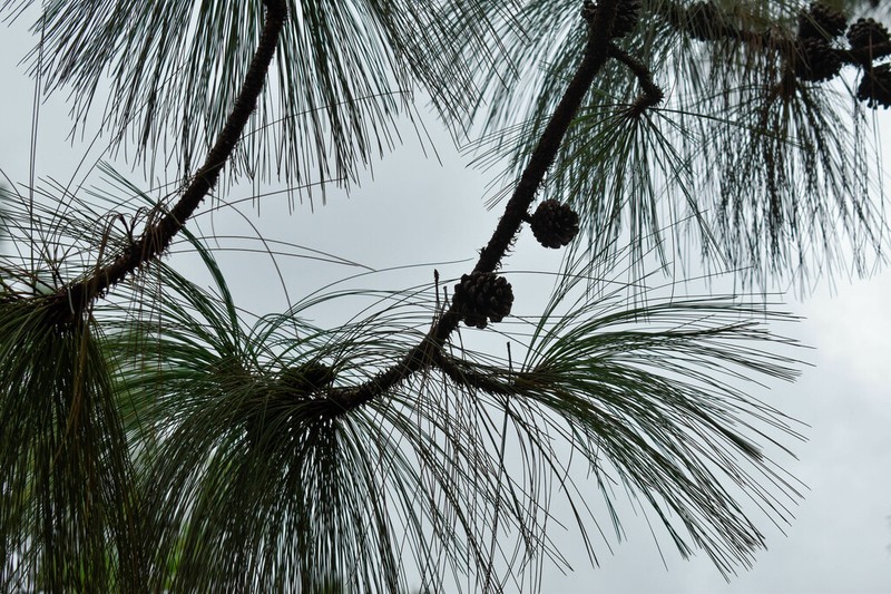 Pinus yecorensis photo 3