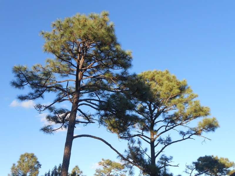 Pinus yecorensis photo 4