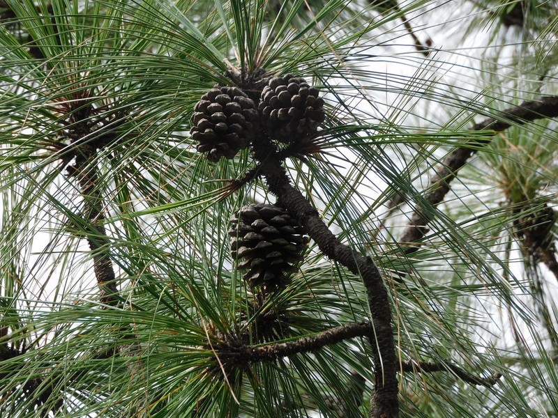 Pinus yecorensis photo 5