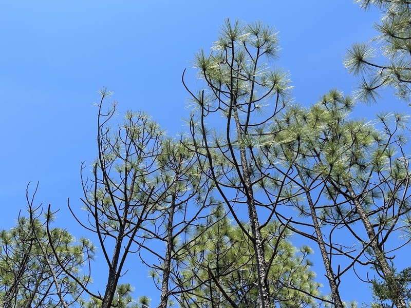 Pinus yecorensis photo 6