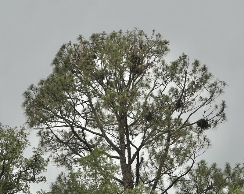 Pinus yecorensis photo 7