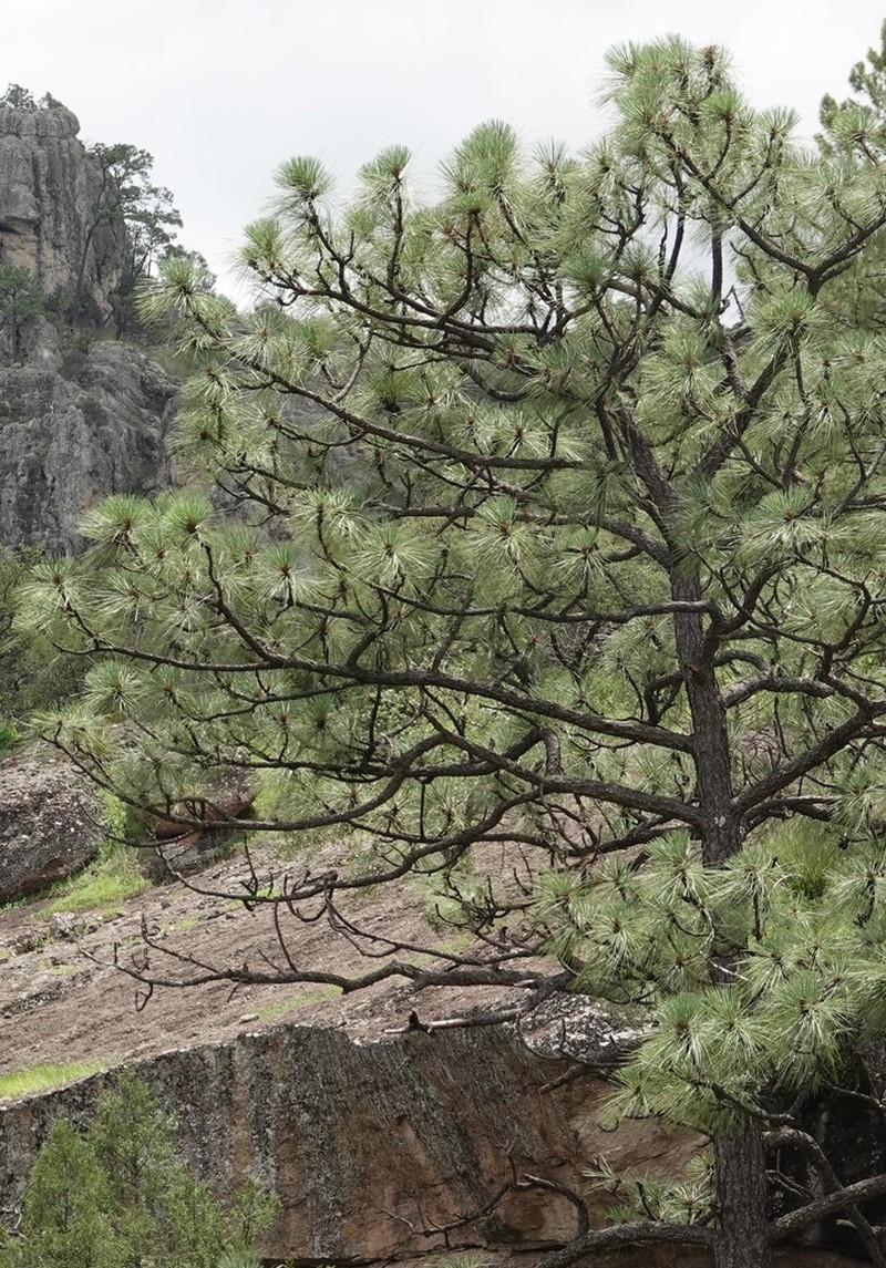 Pinus yecorensis photo 8