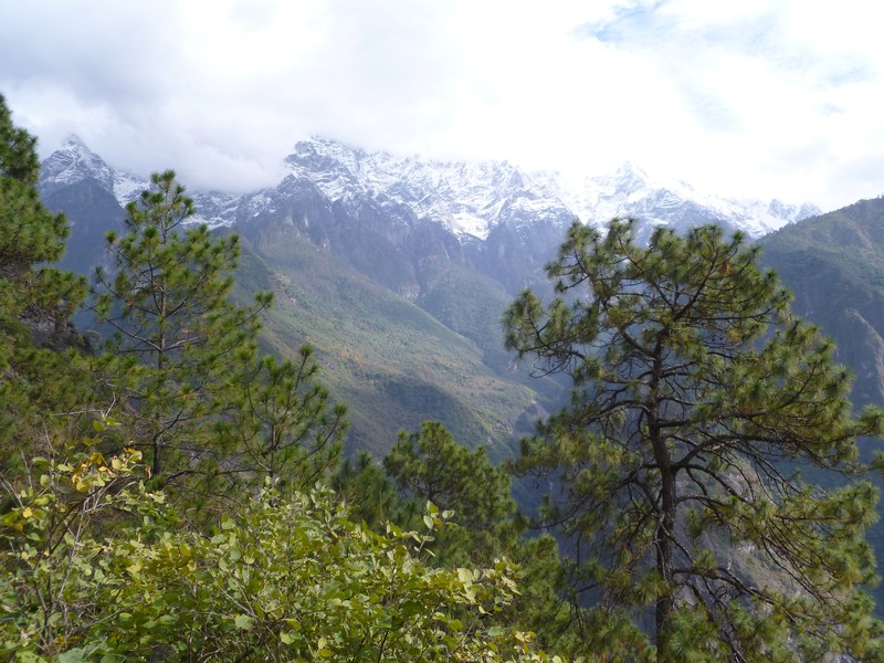 Pinus yunnanensis photo 2