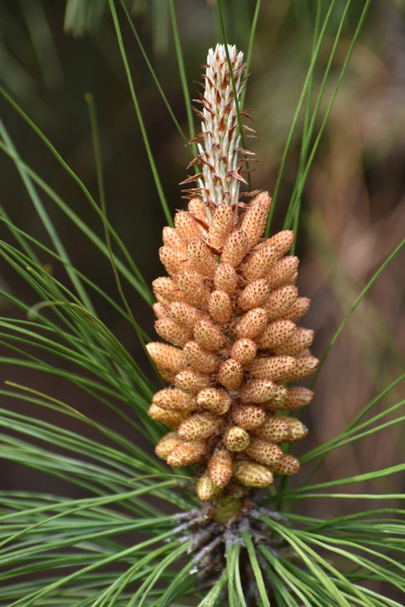 Pinus yunnanensis photo 3