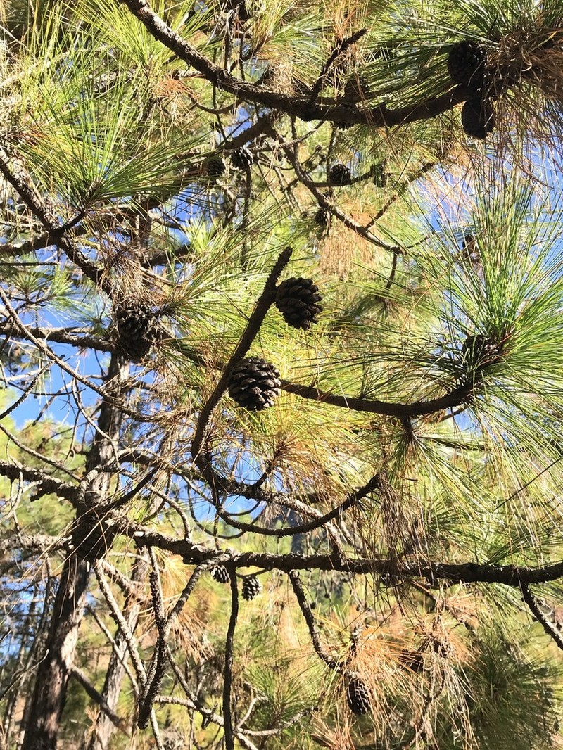Pinus yunnanensis photo 4