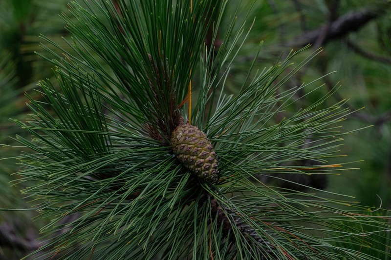 Pinus yunnanensis photo 5