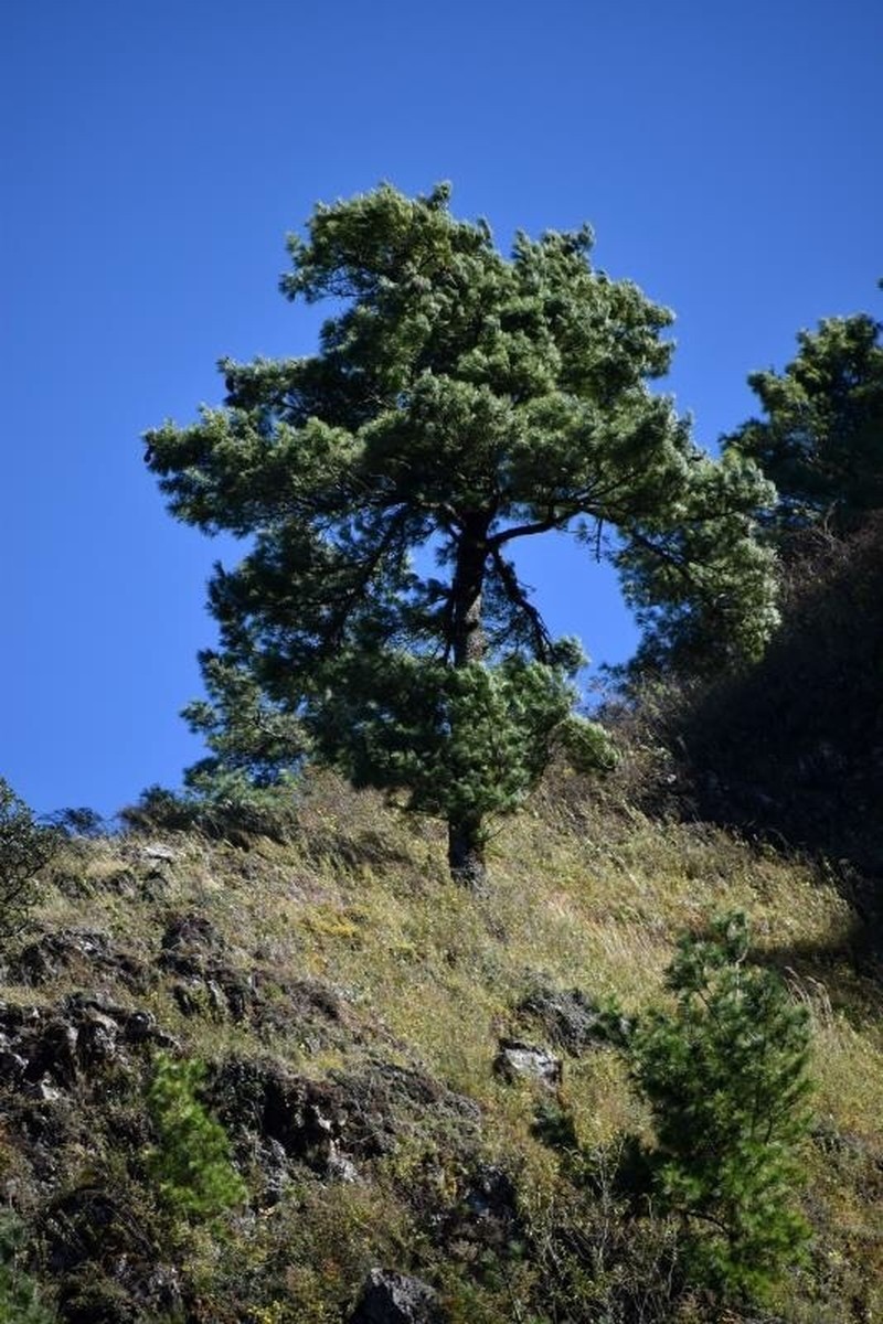 Pinus yunnanensis photo 6