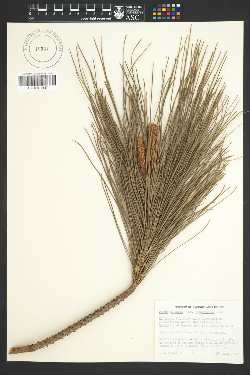 Pinus yunnanensis var. yunnanensis photo 2