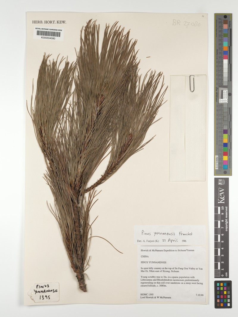 Pinus yunnanensis var. yunnanensis photo 3