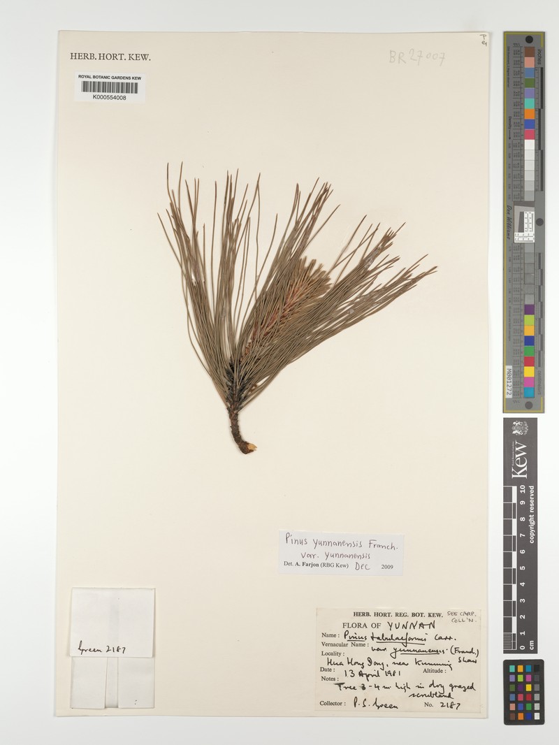 Pinus yunnanensis var. yunnanensis photo 4