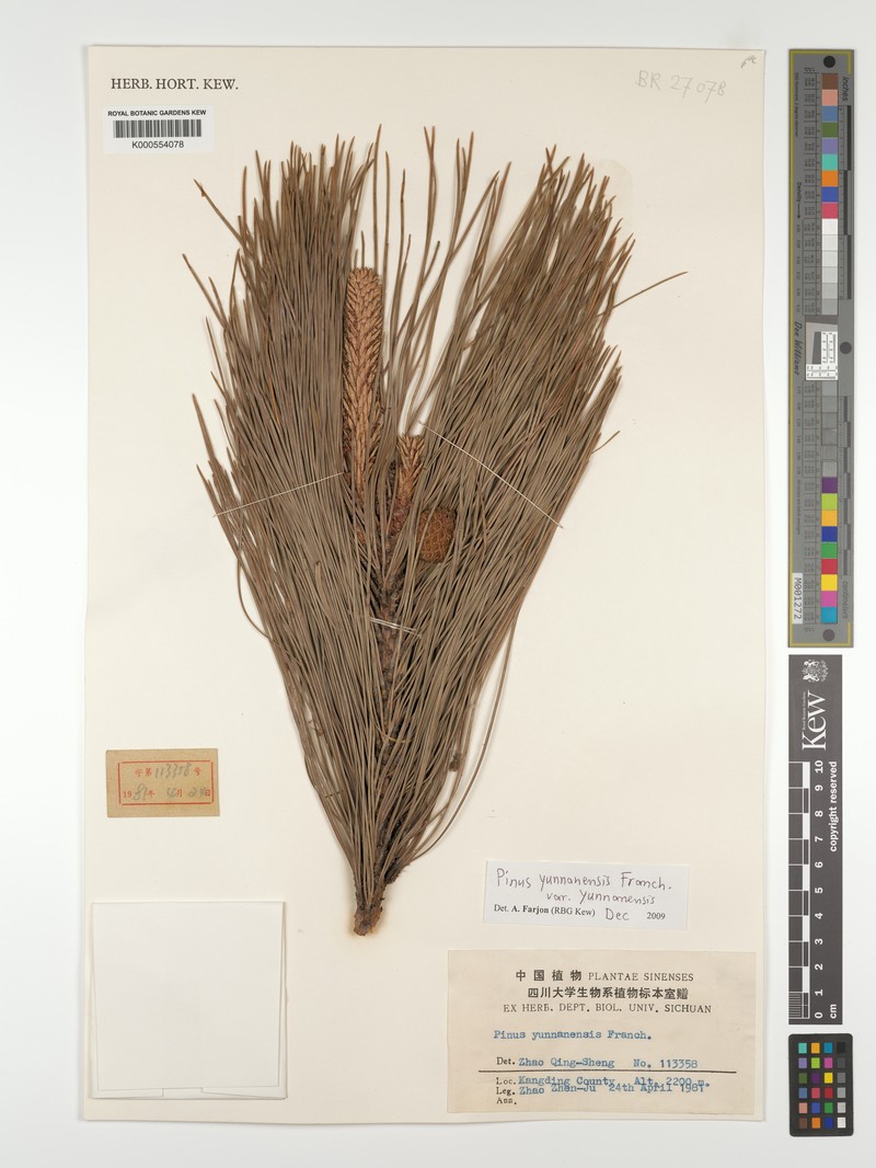 Pinus yunnanensis var. yunnanensis photo 5