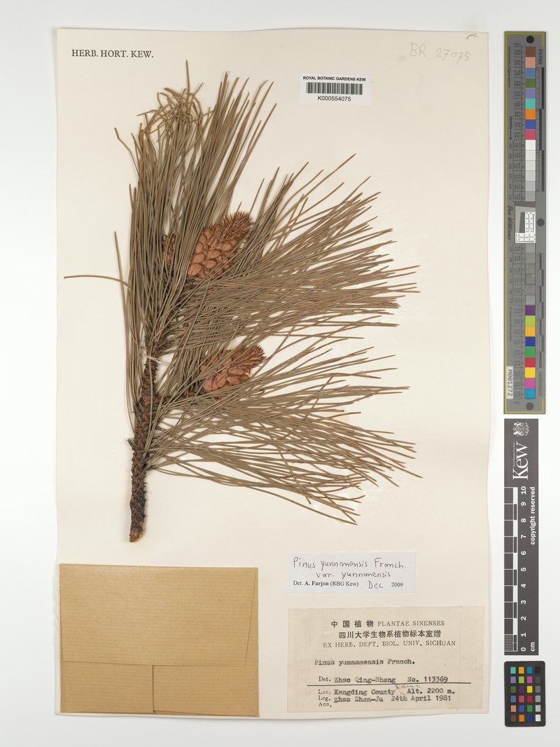 Pinus yunnanensis var. yunnanensis photo 6