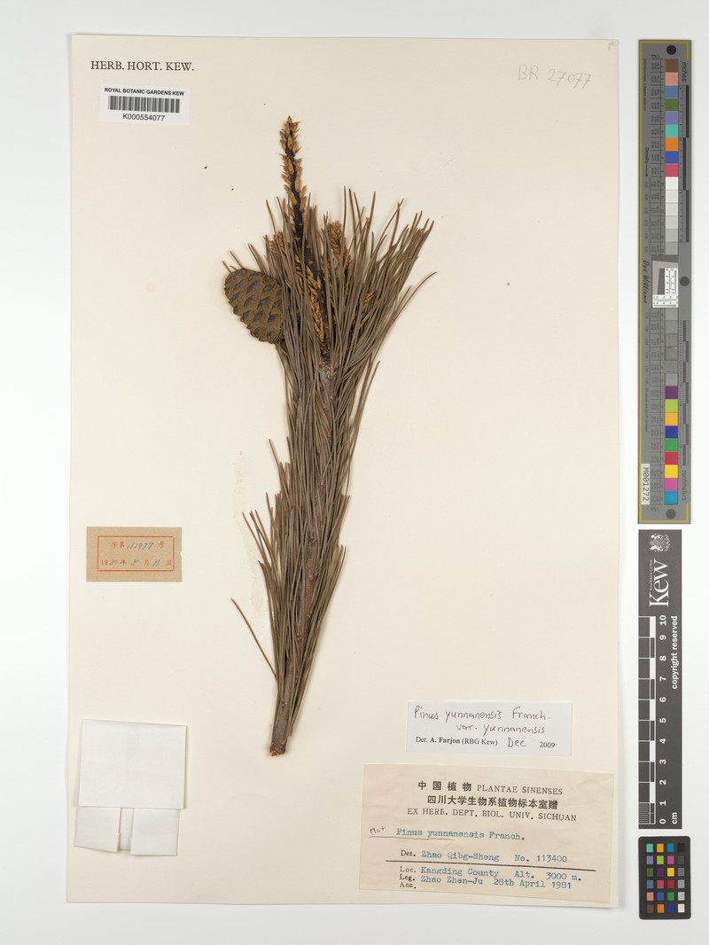 Pinus yunnanensis var. yunnanensis photo 7