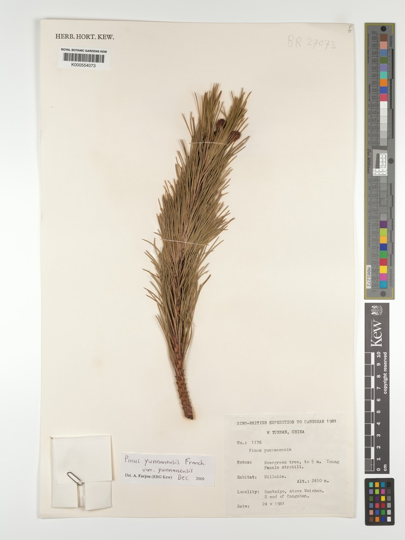 Pinus yunnanensis var. yunnanensis photo 8