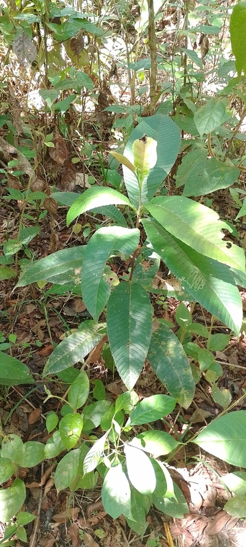 Bejuco De Agua