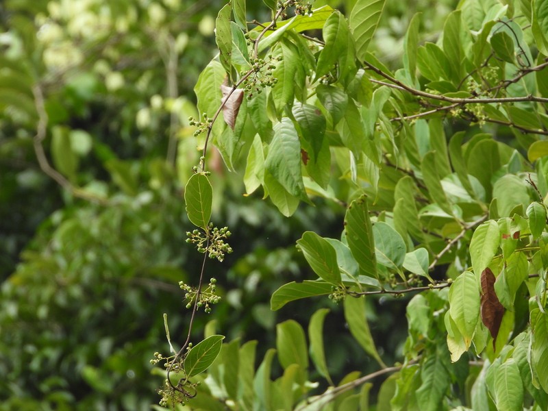 Bejuco De Agua photo 3