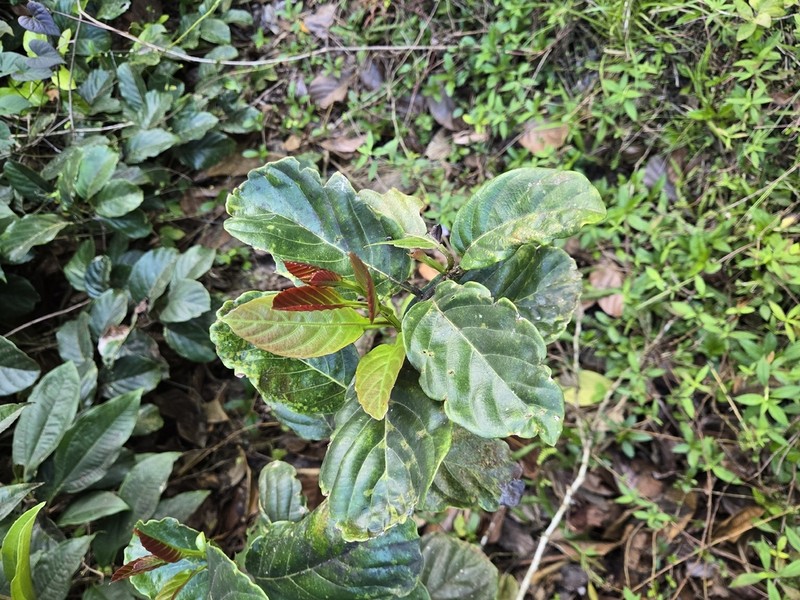 Bejuco De Agua photo 5