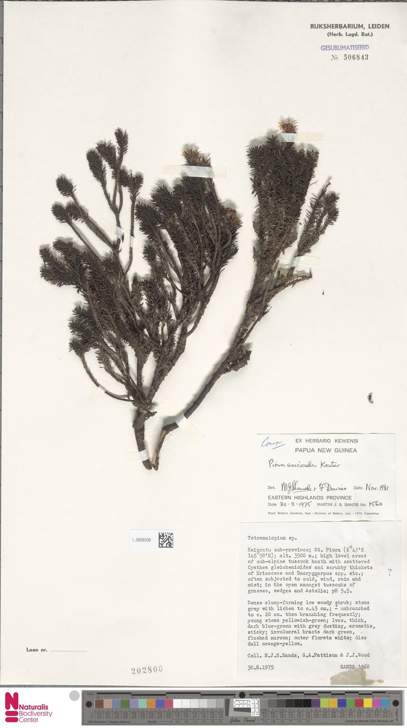 Piora ericoides photo 2