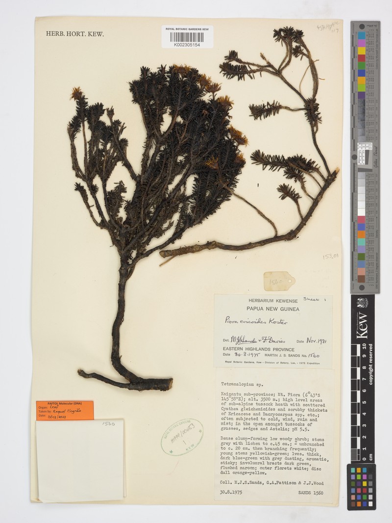 Piora ericoides photo 3