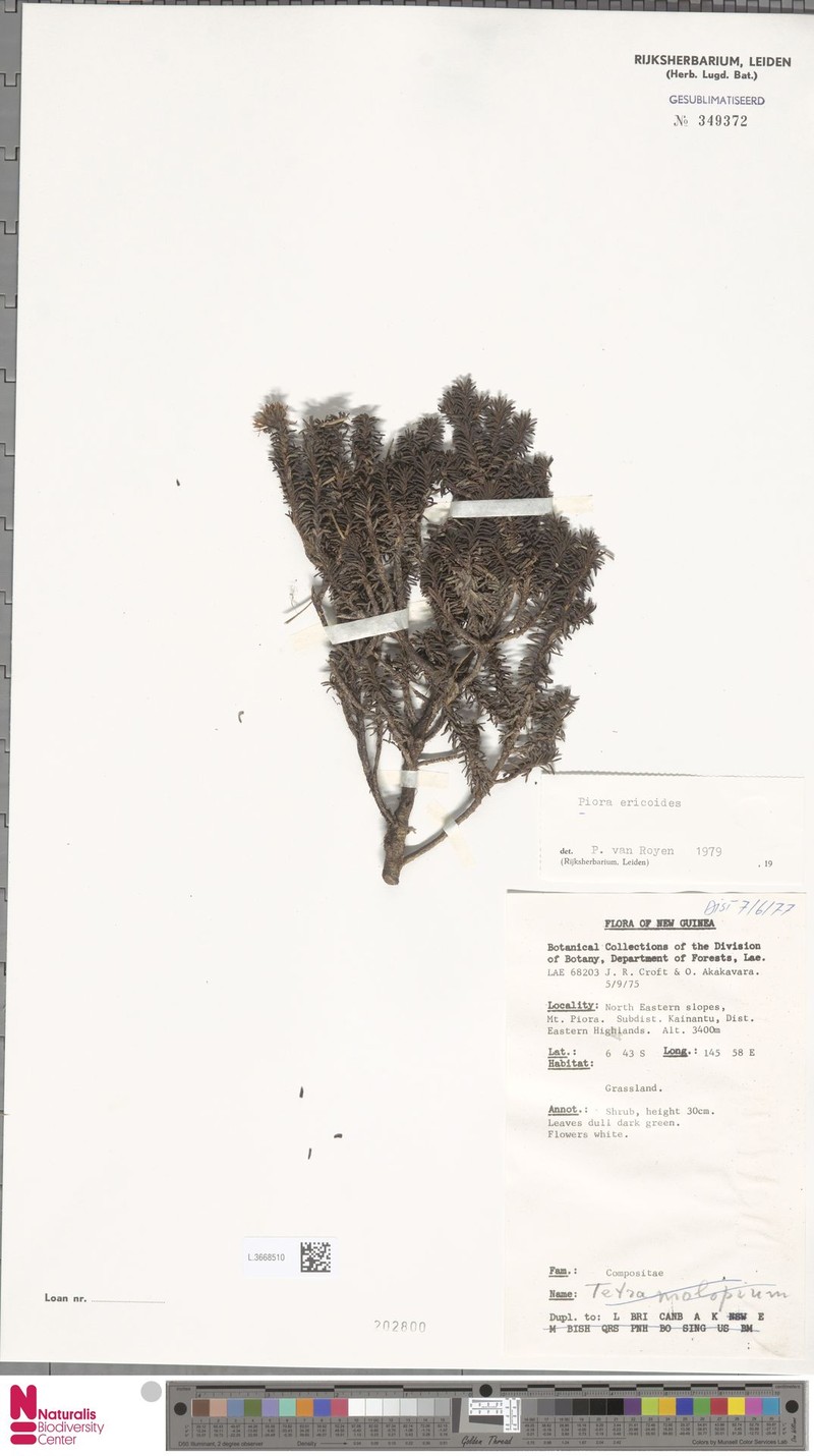 Piora ericoides photo 4