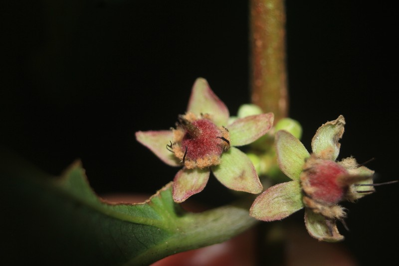 Piparea dentata